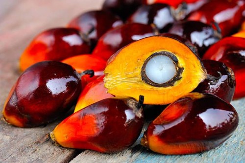 Palm fruits