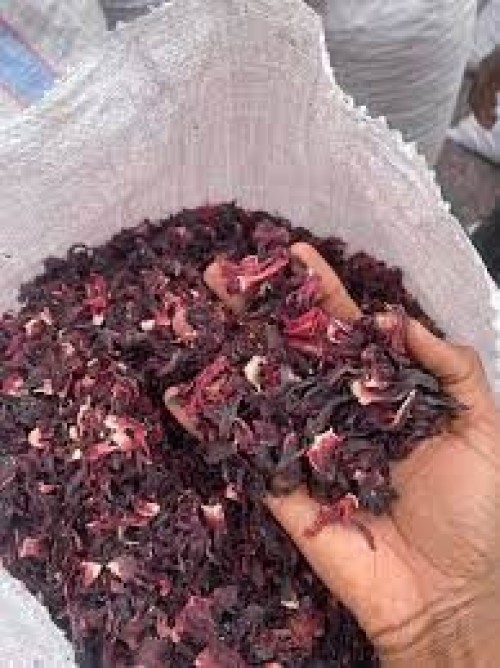 Hibiscus Flower