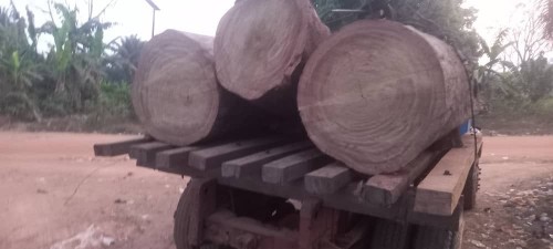 Iroko Word