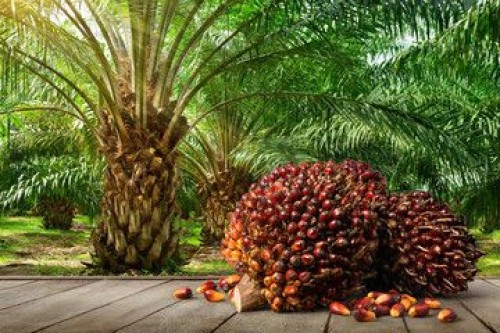 Palm fruits