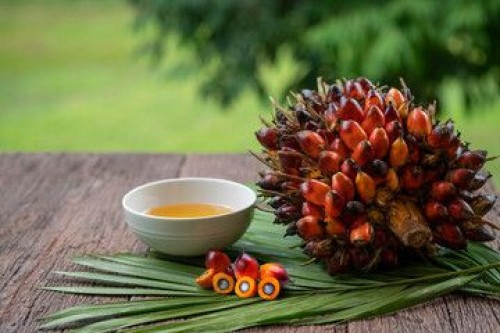 Palm fruits