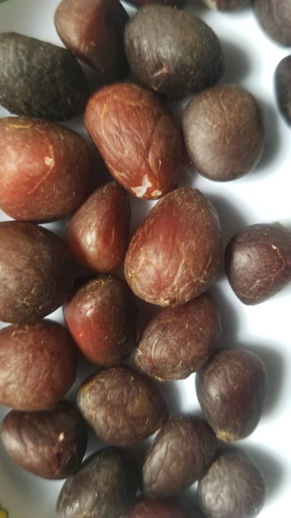 Cracked Palm Kernel Nut (PKN)