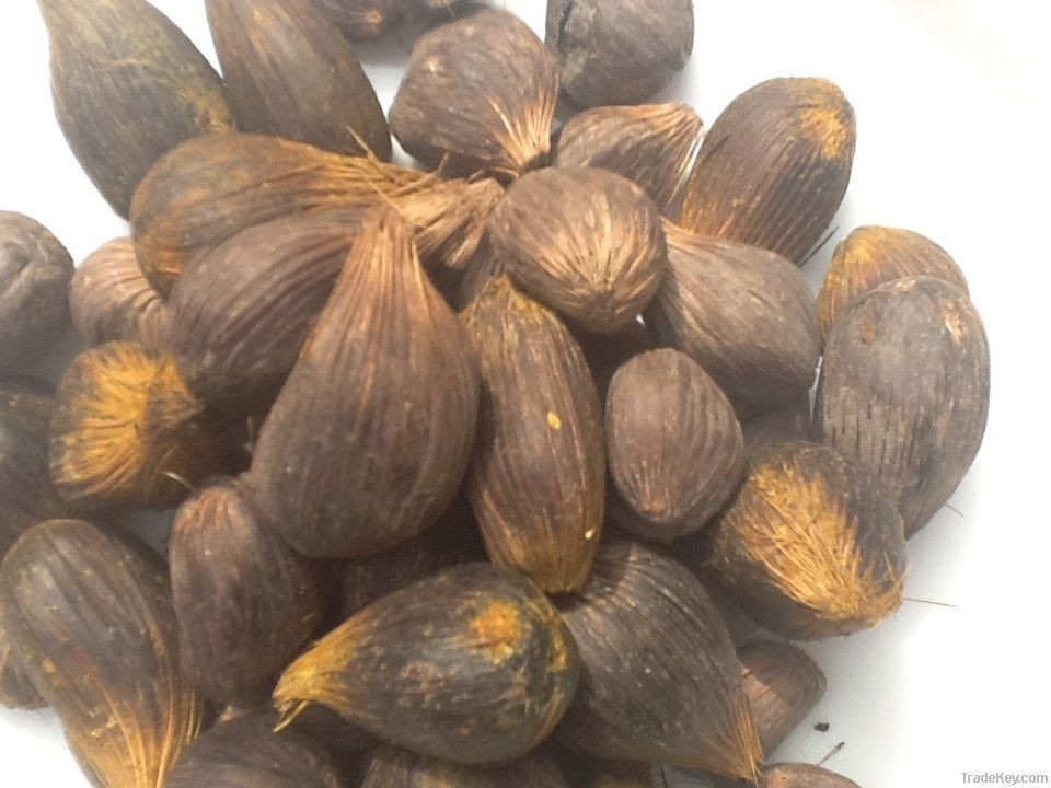 Palm Kernel Nut (Uncracked)