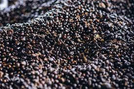 Cracked Palm Kernel Nut (PKN)
