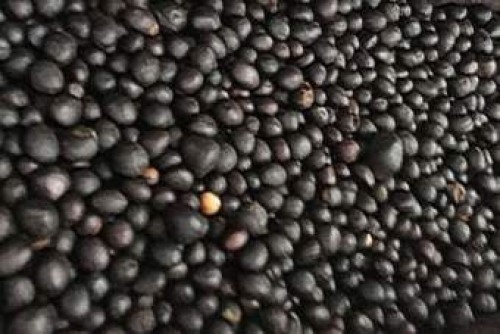 Cracked Palm Kernel Nut (PKN)